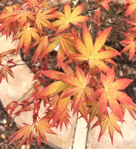 Unleashing the Magical Powers of Coral Magic Japanese Maple Trees